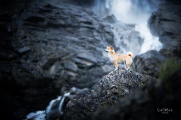 images/Hunde/thumbs/DSC_0100.jpg