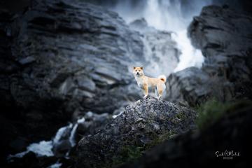 images/Hunde/thumbs/DSC_0101.jpg