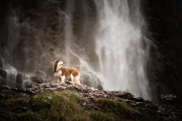 images/Hunde/thumbs/DSC_0102.jpg