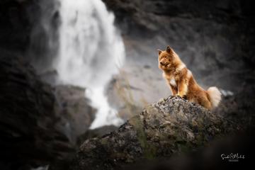images/Hunde/thumbs/DSC_0103.jpg
