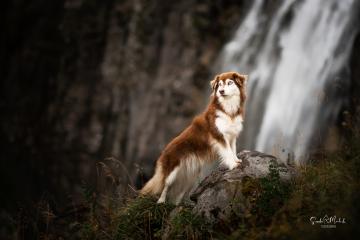 images/Hunde/thumbs/DSC_0104.jpg