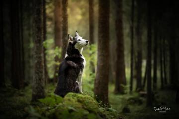 images/Hunde/thumbs/DSC_0106.jpg