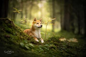 images/Hunde/thumbs/DSC_0107.jpg