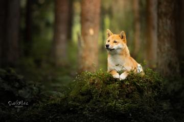images/Hunde/thumbs/DSC_0108.jpg