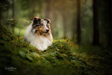 images/Hunde/thumbs/DSC_0109.jpg