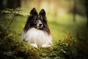 images/Hunde/thumbs/DSC_0110.jpg