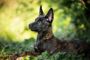 images/Hunde/thumbs/DSC_0111.jpg