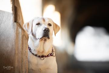 images/Hunde/thumbs/DSC_0113.jpg