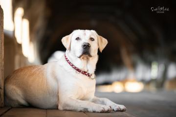 images/Hunde/thumbs/DSC_0114.jpg