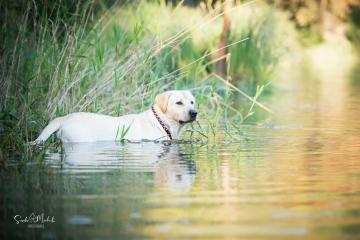 images/Hunde/thumbs/DSC_0115.jpg