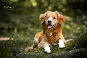 images/Hunde/thumbs/DSC_0122.jpg