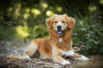 images/Hunde/thumbs/DSC_0123.jpg