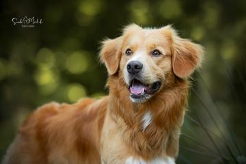 images/Hunde/thumbs/DSC_0125.jpg