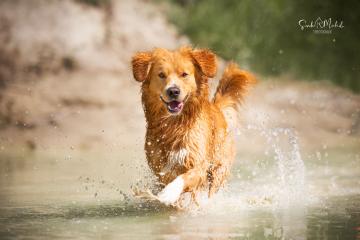 images/Hunde/thumbs/DSC_0126.jpg
