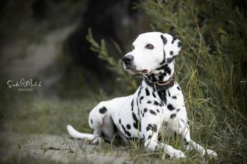images/Hunde/thumbs/DSC_0128.jpg