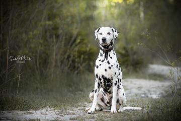 images/Hunde/thumbs/DSC_0129.jpg