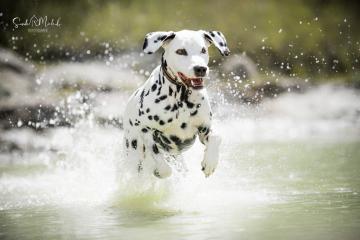 images/Hunde/thumbs/DSC_0130.jpg