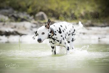 images/Hunde/thumbs/DSC_0132.jpg