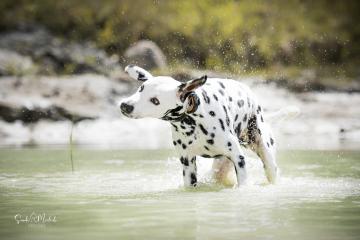 images/Hunde/thumbs/DSC_0133.jpg