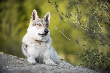 images/Hunde/thumbs/DSC_0134.jpg