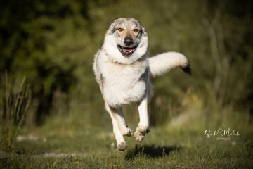 images/Hunde/thumbs/DSC_0135.jpg