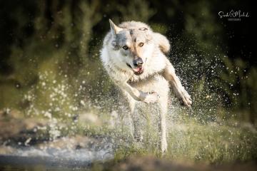 images/Hunde/thumbs/DSC_0136.jpg