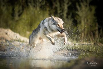 images/Hunde/thumbs/DSC_0137.jpg
