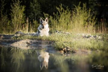 images/Hunde/thumbs/DSC_0138.jpg