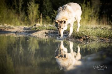 images/Hunde/thumbs/DSC_0139.jpg