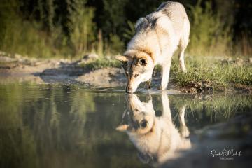 images/Hunde/thumbs/DSC_0140.jpg