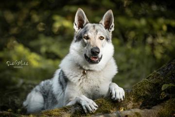 images/Hunde/thumbs/DSC_0141.jpg