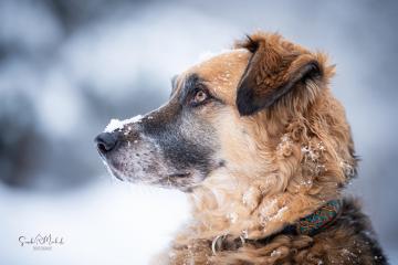 images/Hunde/thumbs/DSC_0142.jpg