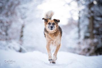 images/Hunde/thumbs/DSC_0143.jpg
