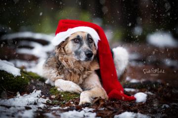 images/Hunde/thumbs/DSC_0145.jpg