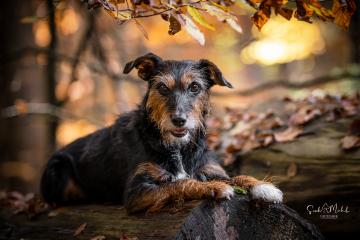 images/Hunde/thumbs/DSC_0149.jpg