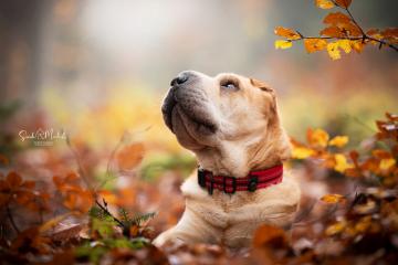 images/Hunde/thumbs/DSC_0153.jpg