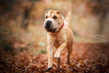 images/Hunde/thumbs/DSC_0154.jpg