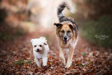 images/Hunde/thumbs/DSC_0156.jpg
