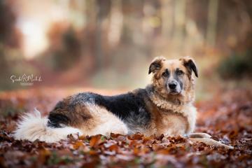 images/Hunde/thumbs/DSC_0158.jpg