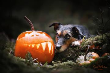 images/Hunde/thumbs/DSC_0160.jpg