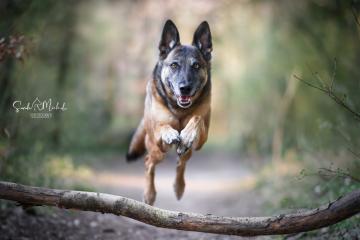 images/Hunde/thumbs/DSC_0164.jpg
