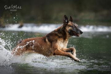 images/Hunde/thumbs/DSC_0165.jpg