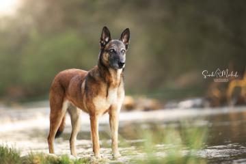 images/Hunde/thumbs/DSC_0168.jpg