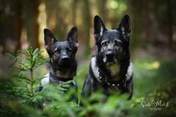 images/Hunde/thumbs/DSC_0169.jpg