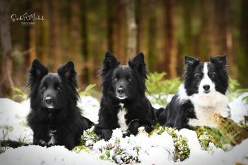 images/Hunde/thumbs/DSC_0176.jpg