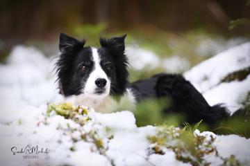 images/Hunde/thumbs/DSC_0177.jpg