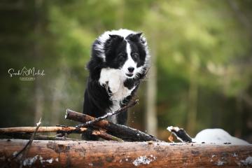 images/Hunde/thumbs/DSC_0180.jpg