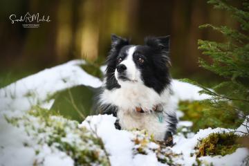 images/Hunde/thumbs/DSC_0181.jpg