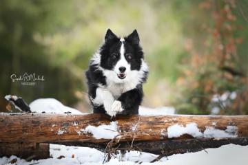 images/Hunde/thumbs/DSC_0182.jpg