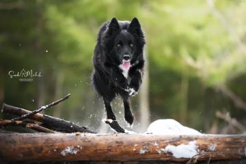 images/Hunde/thumbs/DSC_0188.jpg